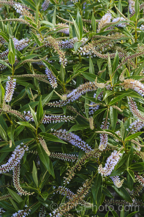 Koromiko (<i>Veronica salicifolia [syn. Hebe salicifolia]), a large evergreen shrub native to New Zealand, where it occurs throughout the South Island and Stewart Island The main flowering period is early summer, but in a mild climate the plant has flowerheads for much of the year. It can grow to as much as 45m high and wide but is easily kept trimmed to a much smaller size