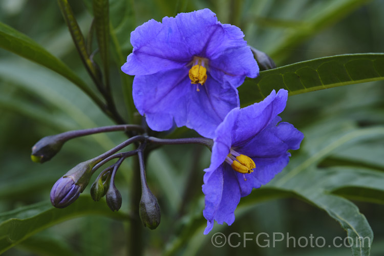 Poroporo (<i>Solanum aviculare</i>), an evergreen spring- to summer-flowering shrub native to New Zealand and found throughout the North Island and the northern South Island It grows to around 3m tall and the flowers are followed by fleshy ovoid berries that are yellow to orange when ripe