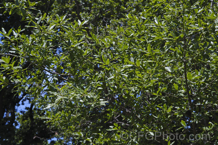 Mexican Oak (<i>Quercus mexicana [syn. Quercus rugulosa]), an open-growing, rounded-headed tree to 15m tall, native to Mexico, where it occurs from Chiapas to Tamaulipas. It is naturally deciduous but often remains semi-evergreen in mild climates. Its leathery, unlobed leaves are up to 12cm long. Order: Fagales, Family: Fagaceae