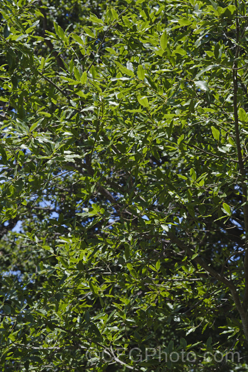 Mexican Oak (<i>Quercus mexicana [syn. Quercus rugulosa]), an open-growing, rounded-headed tree to 15m tall, native to Mexico, where it occurs from Chiapas to Tamaulipas. It is naturally deciduous but often remains semi-evergreen in mild climates. Its leathery, unlobed leaves are up to 12cm long. Order: Fagales, Family: Fagaceae