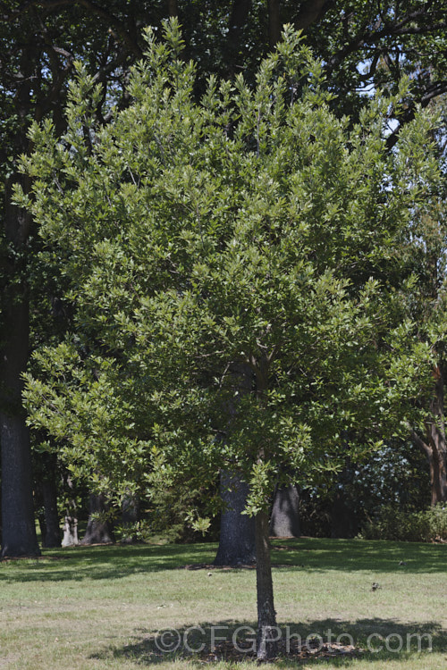 Spanish Oak (<i>Quercus x hispanica</i>), this tree is an interesting natural hybrid between the deciduous. Turkey Oak (<i>Quercus cerris</i>) and the evergreen. Cork. Oak (<i>Quercus suber</i>), which have natural ranges that overlap, though mainly in Italy, not. Spain. Spanish Oak is a deciduous tree up to 20m tall x 13m wide. Several cultivars have been developed that show a wide range of leaf shapes