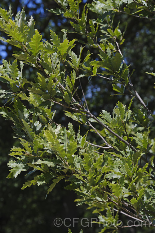 Spanish Oak (<i>Quercus x hispanica</i>), this tree is an interesting natural hybrid between the deciduous. Turkey Oak (<i>Quercus cerris</i>) and the evergreen. Cork. Oak (<i>Quercus suber</i>), which have natural ranges that overlap, though mainly in Italy, not. Spain. Spanish Oak is a deciduous tree up to 20m tall x 13m wide. Several cultivars have been developed that show a wide range of leaf shapes