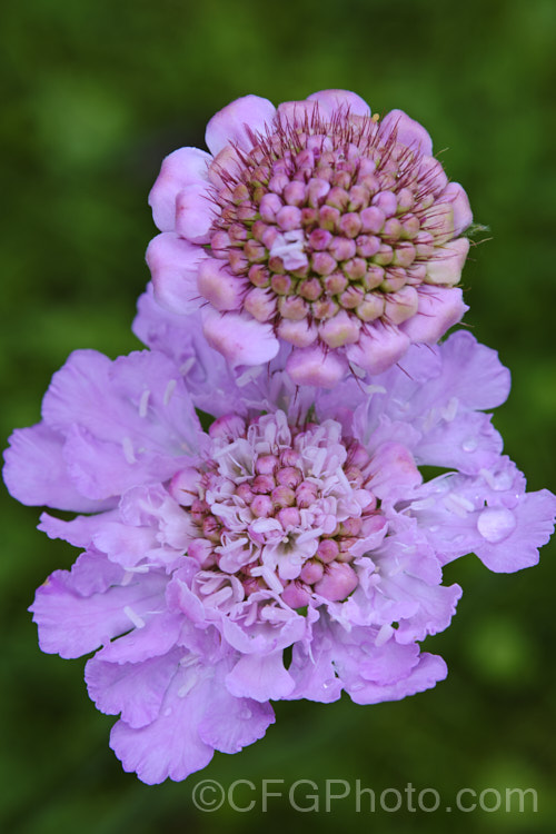 Scabiosa 'Pink Lace', a compact, very heavy-flowering hybrid scabious that blooms from mid spring until well into autumn. scabiosa-2488htm'>Scabiosa. <a href='caprifoliaceae-plant-family-photoshtml'>Caprifoliaceae</a>.