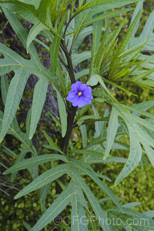 Poroporo (<i>Solanum aviculare</i>), an evergreen spring- to summer-flowering shrub native to New Zealand, found throughout the North Island and the northern South Island It grows to around 3m tall and the flowers are followed by fleshy ovoid berries that are orange when ripe