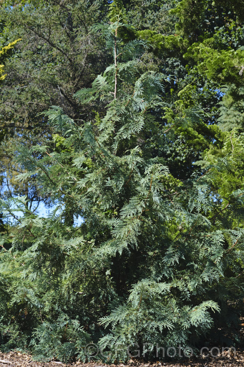 Korean Thuja (<i>Thuja koraiensis</i>), an evergreen conifer native to northern Korea and neighbouring parts of China. It is a small tree, up to 10m tall, with blue-tinted foliage that has conspicuous silvery-white stomatal bands on the undersides. Order: Pinales, Family: Cupressaceae