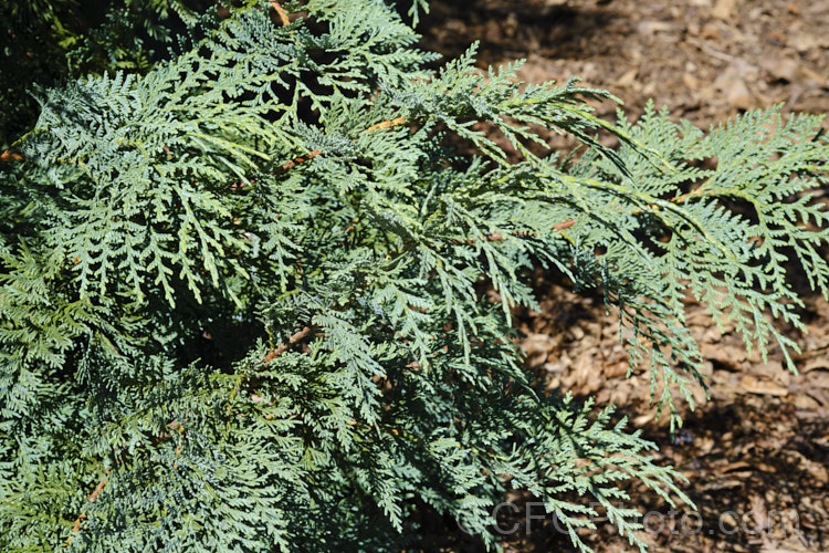 Korean Thuja (<i>Thuja koraiensis</i>), an evergreen conifer native to northern Korea and neighbouring parts of China. It is a small tree, up to 10m tall, with blue-tinted foliage that has conspicuous silvery-white stomatal bands on the undersides. Order: Pinales, Family: Cupressaceae
