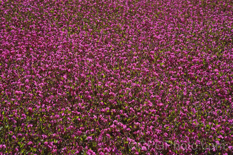 Silene pendula Sibella. Carmine', a nodding catchfly cultivar introduced in 2020 by Van. Hemert &. Co . It has semi-double flowers and can be grown as a bedding or hanging basket plant. silene-2496htm'>Silene. <a href='car yophyllaceae-plant-family-photoshtml'>Caryophyllaceae</a>.