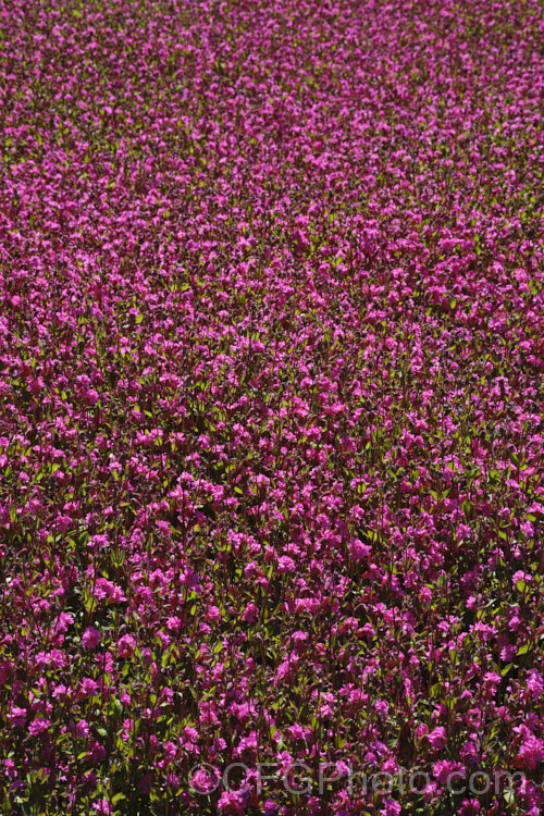 Silene pendula Sibella. Carmine', a nodding catchfly cultivar introduced in 2020 by Van. Hemert &. Co . It has semi-double flowers and can be grown as a bedding or hanging basket plant. silene-2496htm'>Silene. <a href='car yophyllaceae-plant-family-photoshtml'>Caryophyllaceae</a>.