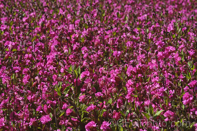 Silene pendula Sibella. Carmine', a nodding catchfly cultivar introduced in 2020 by Van. Hemert &. Co . It has semi-double flowers and can be grown as a bedding or hanging basket plant. silene-2496htm'>Silene. <a href='car yophyllaceae-plant-family-photoshtml'>Caryophyllaceae</a>.