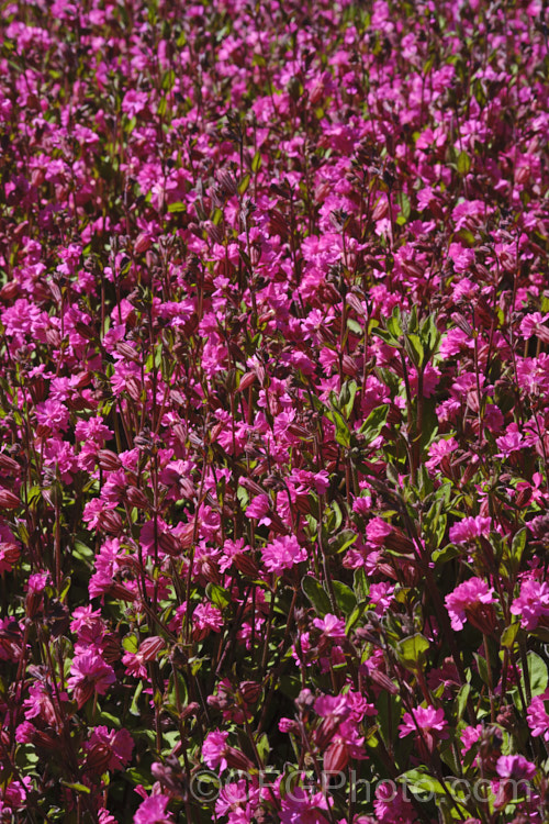 Silene pendula Sibella. Carmine', a nodding catchfly cultivar introduced in 2020 by Van. Hemert &. Co . It has semi-double flowers and can be grown as a bedding or hanging basket plant. silene-2496htm'>Silene. <a href='car yophyllaceae-plant-family-photoshtml'>Caryophyllaceae</a>.