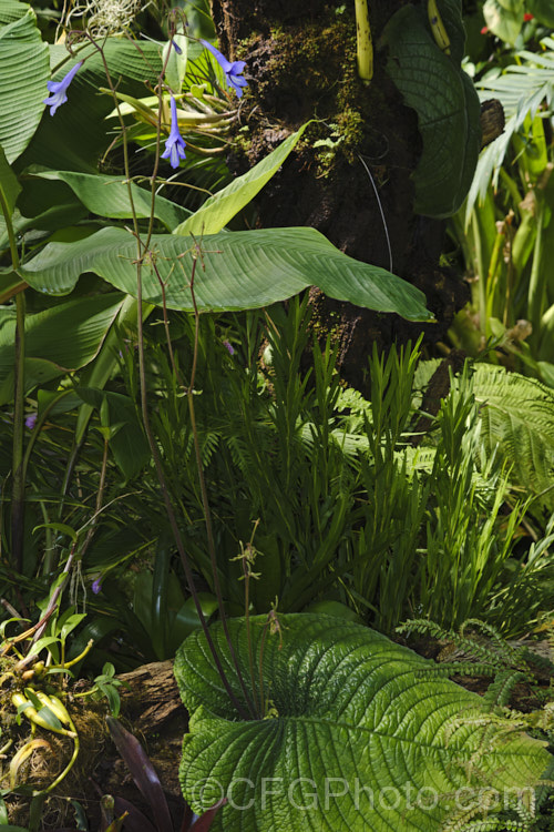 Streptocarpus wendlandii, a monocarpic. South African. Cape Primrose that has just one very large (up to 75 Ã— 60cm</i>), velvety leaf and sprays of tiny mauve flowers. Order: Lamiales, Family: Gesneriaceae
