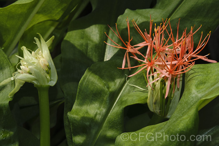 Scadoxus multiflorus subsp. katherinae, a bulb native to West Africa. The flowerheads are borne on stems that can be over 1m tall and the flowering season ranges from spring to autumn depending on the climate and rainfall. The broad strappy leaves are up to 30cm long. scadoxus-3286htm'>Scadoxus.