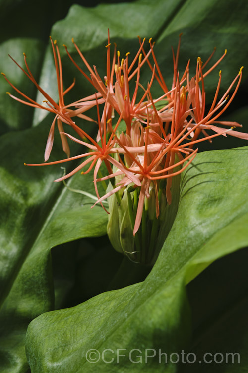 Scadoxus multiflorus subsp. katherinae, a bulb native to West Africa. The flowerheads are borne on stems that can be over 1m tall and the flowering season ranges from spring to autumn depending on the climate and rainfall. The broad strappy leaves are up to 30cm long. scadoxus-3286htm'>Scadoxus.