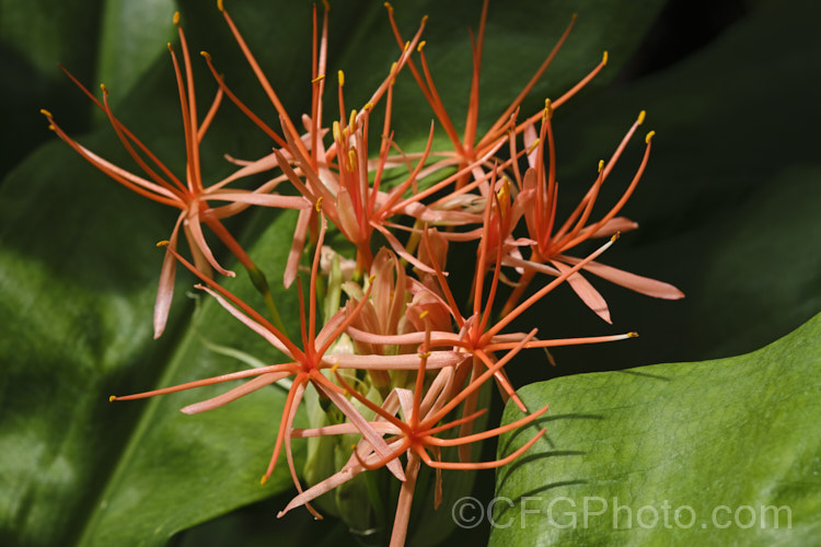 Scadoxus multiflorus subsp. katherinae, a bulb native to West Africa. The flowerheads are borne on stems that can be over 1m tall and the flowering season ranges from spring to autumn depending on the climate and rainfall. The broad strappy leaves are up to 30cm long. scadoxus-3286htm'>Scadoxus.