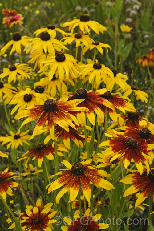 Rudbeckia hirta, a late summer- to autumn-flowering biennial or short-lived perennial that can grow to as much as 2m tall It is native to the central United States and the colour of the flowerheads is variable, sometime with pure yellow ray florets but often with varying degrees of orange to red brown near the central cone. Garden cultivars tend to be shorter than the wild plants. rudbeckia-2220htm'>Rudbeckia.