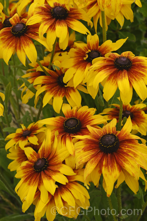 Rudbeckia hirta, a late summer- to autumn-flowering biennial or short-lived perennial that can grow to as much as 2m tall It is native to the central United States and the colour of the flowerheads is variable, sometime with pure yellow ray florets but often with varying degrees of orange to red brown near the central cone. Garden cultivars tend to be shorter than the wild plants. rudbeckia-2220htm'>Rudbeckia.