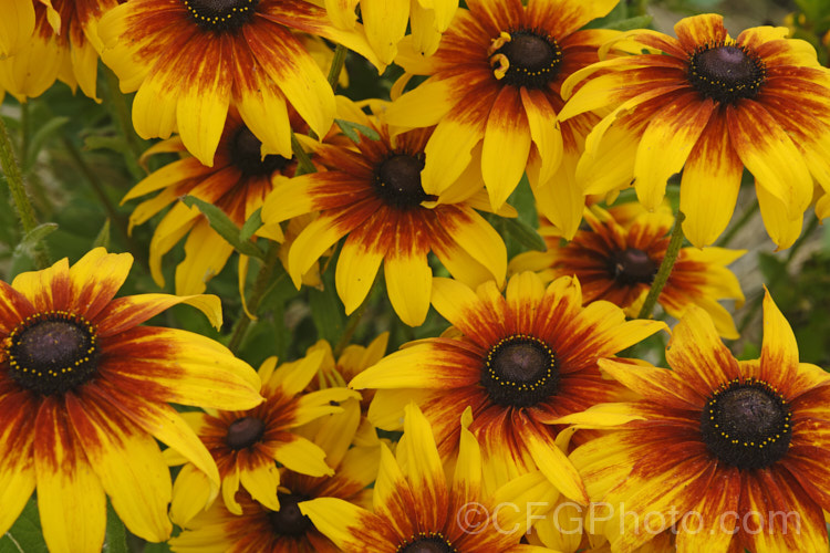 Rudbeckia hirta, a late summer- to autumn-flowering biennial or short-lived perennial that can grow to as much as 2m tall It is native to the central United States and the colour of the flowerheads is variable, sometime with pure yellow ray florets but often with varying degrees of orange to red brown near the central cone. Garden cultivars tend to be shorter than the wild plants. rudbeckia-2220htm'>Rudbeckia.