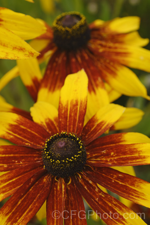 Rudbeckia hirta, a late summer- to autumn-flowering biennial or short-lived perennial that can grow to as much as 2m tall It is native to the central United States and the colour of the flowerheads is variable, sometime with pure yellow ray florets but often with varying degrees of orange to red brown near the central cone. Garden cultivars tend to be shorter than the wild plants. rudbeckia-2220htm'>Rudbeckia.