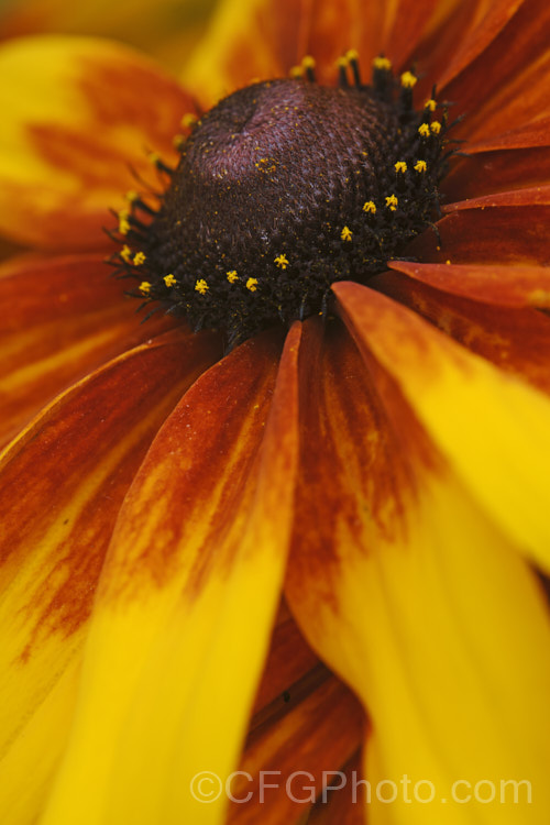 Rudbeckia hirta, a late summer- to autumn-flowering biennial or short-lived perennial that can grow to as much as 2m tall It is native to the central United States and the colour of the flowerheads is variable, sometime with pure yellow ray florets but often with varying degrees of orange to red brown near the central cone. Garden cultivars tend to be shorter than the wild plants. rudbeckia-2220htm'>Rudbeckia.