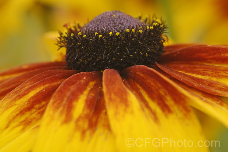 Rudbeckia hirta, a late summer- to autumn-flowering biennial or short-lived perennial that can grow to as much as 2m tall It is native to the central United States and the colour of the flowerheads is variable, sometime with pure yellow ray florets but often with varying degrees of orange to red brown near the central cone. Garden cultivars tend to be shorter than the wild plants. rudbeckia-2220htm'>Rudbeckia.