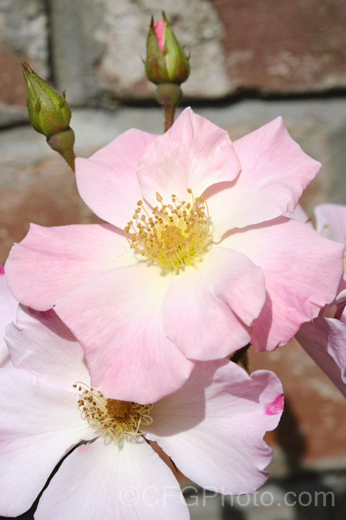 Rosa 'Sparrieshoop', a mildly scented, tall-growing Shrub rose raised by Kordes of Germany in 1953. Order: Rosales, Family: Rosaceae