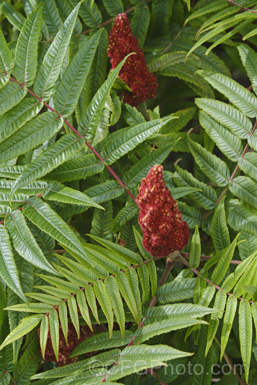 Stag's Horn. Sumac (<i>Rhus typhina</i>), a deciduous shrub or small tree up to 6m high and wide, native to temperate eastern North America. It is known for its vivid autumn foliage colours and the velvety red fruiting heads that develop from tiny yellow-green flowers. rhus-2719htm'>Rhus. <a href='anacardiaceae-plant-family-photoshtml'>Anacardiaceae</a>.