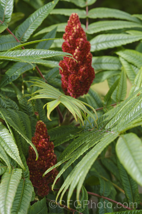 Stag's Horn. Sumac (<i>Rhus typhina</i>), a deciduous shrub or small tree up to 6m high and wide, native to temperate eastern North America. It is known for its vivid autumn foliage colours and the velvety red fruiting heads that develop from tiny yellow-green flowers. rhus-2719htm'>Rhus. <a href='anacardiaceae-plant-family-photoshtml'>Anacardiaceae</a>.