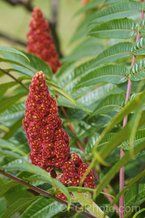 Stag's Horn. Sumac (<i>Rhus typhina</i>), a deciduous shrub or small tree up to 6m high and wide, native to temperate eastern North America. It is known for its vivid autumn foliage colours and the velvety red fruiting heads that develop from tiny yellow-green flowers. rhus-2719htm'>Rhus. <a href='anacardiaceae-plant-family-photoshtml'>Anacardiaceae</a>.