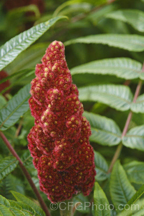 Stag's Horn. Sumac (<i>Rhus typhina</i>), a deciduous shrub or small tree up to 6m high and wide, native to temperate eastern North America. It is known for its vivid autumn foliage colours and the velvety red fruiting heads that develop from tiny yellow-green flowers. rhus-2719htm'>Rhus. <a href='anacardiaceae-plant-family-photoshtml'>Anacardiaceae</a>.