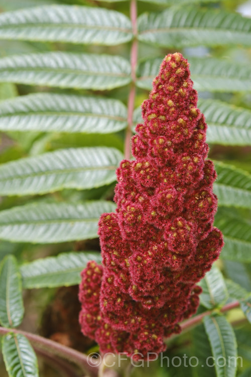 Stag's Horn. Sumac (<i>Rhus typhina</i>), a deciduous shrub or small tree up to 6m high and wide, native to temperate eastern North America. It is known for its vivid autumn foliage colours and the velvety red fruiting heads that develop from tiny yellow-green flowers. rhus-2719htm'>Rhus. <a href='anacardiaceae-plant-family-photoshtml'>Anacardiaceae</a>.
