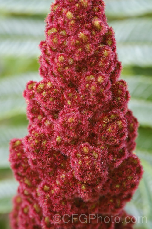 Stag's Horn. Sumac (<i>Rhus typhina</i>), a deciduous shrub or small tree up to 6m high and wide, native to temperate eastern North America. It is known for its vivid autumn foliage colours and the velvety red fruiting heads that develop from tiny yellow-green flowers. rhus-2719htm'>Rhus. <a href='anacardiaceae-plant-family-photoshtml'>Anacardiaceae</a>.