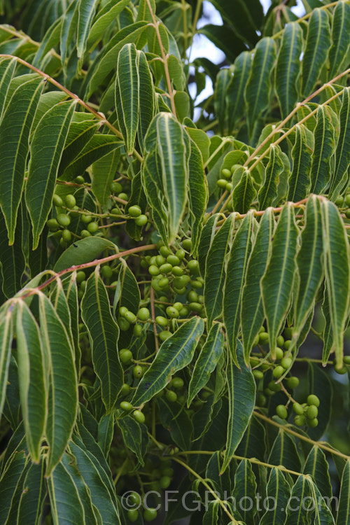 Wax Tree (<i>Toxicodendron succedaneum [syn. Rhus succedanea]), a small tree from eastern Asia, the foliage of which can cause an allergic dermatitis. The foliage often develops vivid red and orange to purplish autumn tones and its crushed fruits have been used to make candle wax. They can also produce bio-diesel. Order: Sapindales, Family: Anacardiaceae
