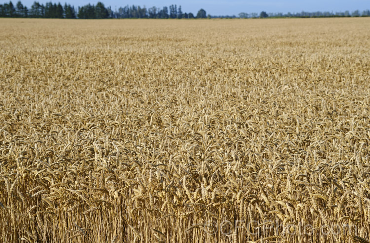 Near mature. Common Wheat or Bread. Wheat (<i>Triticum aestivum</i>), originating in the Middle. East and among the first cultivated plants, wheat is a vitally important cereal crop for much of the world. It is the primary constituent of most bread and cakes and is used in many other baked goods. triticum-2291htm'>Triticum. .