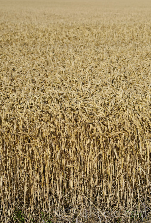 Near mature. Common Wheat or Bread. Wheat (<i>Triticum aestivum</i>), originating in the Middle. East and among the first cultivated plants, wheat is a vitally important cereal crop for much of the world. It is the primary constituent of most bread and cakes and is used in many other baked goods. triticum-2291htm'>Triticum. .