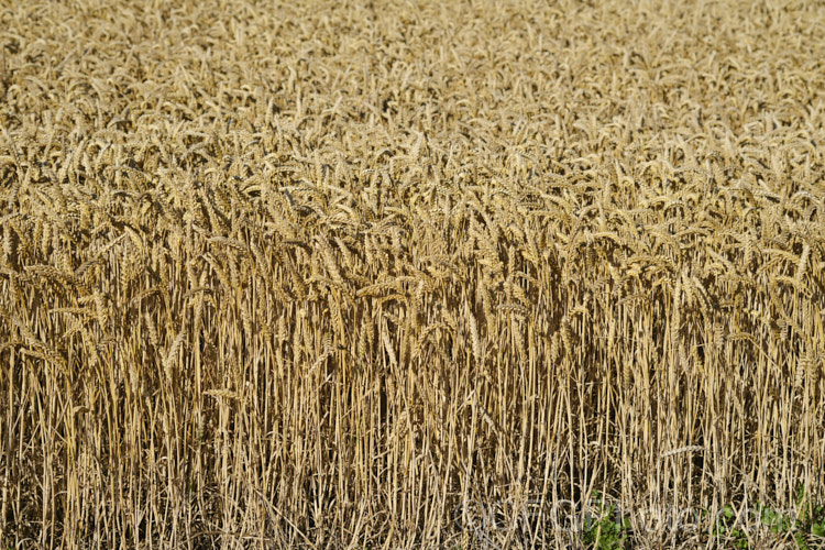 Near mature. Common Wheat or Bread. Wheat (<i>Triticum aestivum</i>), originating in the Middle. East and among the first cultivated plants, wheat is a vitally important cereal crop for much of the world. It is the primary constituent of most bread and cakes and is used in many other baked goods. triticum-2291htm'>Triticum. .