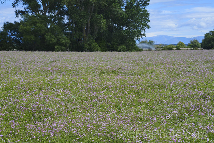 A crop of Fodder. Radish (<i>Raphanus sativus</i>) being grown for seed. This cover crop is also grown as stock feed and to control certain soil pests, such as the larvae of the Australian soldier fly, which is a pest of pasture plants. The garden radishes are also mostly cultivars of Raphanus sativus