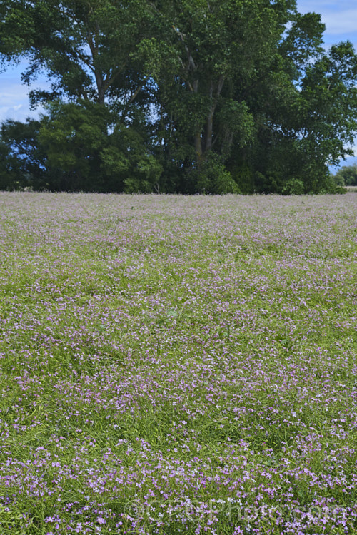 A crop of Fodder. Radish (<i>Raphanus sativus</i>) being grown for seed. This cover crop is also grown as stock feed and to control certain soil pests, such as the larvae of the Australian soldier fly, which is a pest of pasture plants. The garden radishes are also mostly cultivars of Raphanus sativus