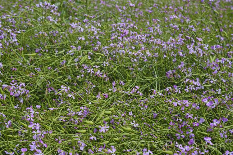 A crop of Fodder. Radish (<i>Raphanus sativus</i>) being grown for seed. This cover crop is also grown as stock feed and to control certain soil pests, such as the larvae of the Australian soldier fly, which is a pest of pasture plants. The garden radishes are also mostly cultivars of Raphanus sativus