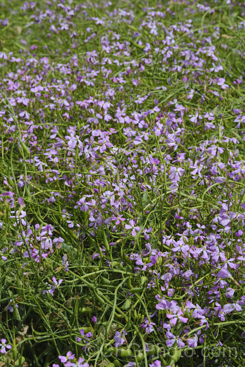 A crop of Fodder. Radish (<i>Raphanus sativus</i>) being grown for seed. This cover crop is also grown as stock feed and to control certain soil pests, such as the larvae of the Australian soldier fly, which is a pest of pasture plants. The garden radishes are also mostly cultivars of Raphanus sativus