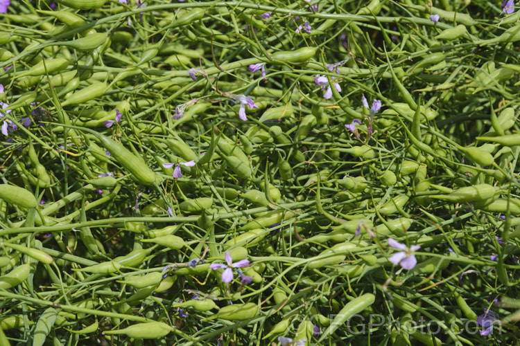 A crop of Fodder. Radish (<i>Raphanus sativus</i>) being grown for seed. This cover crop is also grown as stock feed and to control certain soil pests, such as the larvae of the Australian soldier fly, which is a pest of pasture plants. The garden radishes are also mostly cultivars of Raphanus sativus