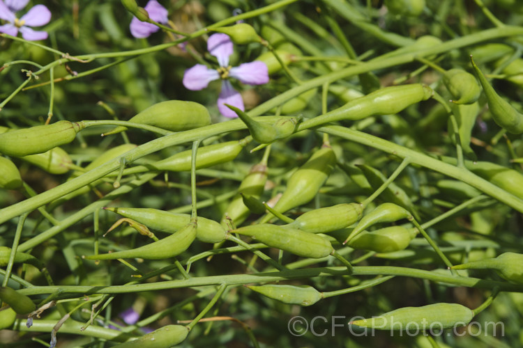 A crop of Fodder. Radish (<i>Raphanus sativus</i>) being grown for seed. This cover crop is also grown as stock feed and to control certain soil pests, such as the larvae of the Australian soldier fly, which is a pest of pasture plants. The garden radishes are also mostly cultivars of Raphanus sativus