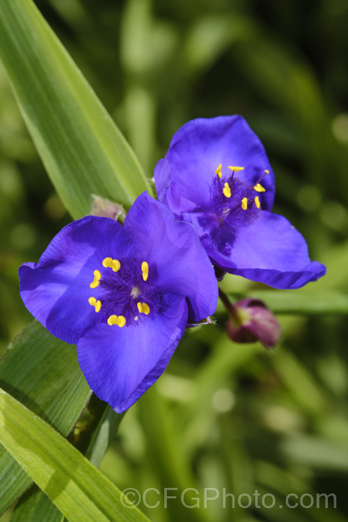 Tradescantia virginiana 'Repanda', a 30-50cm tall, purple-blue-flowered cultivar which although classified under. Tradescantia virginiana is actually one of a group of hybrids derived from several closely related. North American species. tradescantia-3363htm'>Tradescantia. <a href='commelinaceae-plant-family-photoshtml'>Commelinaceae</a>.