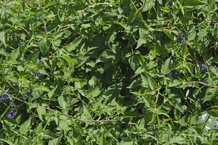 Bittersweet (<i>Solanum dulcamara</i>), a Eurasian herbaceous perennial that has established itself in most temperate areas and become a minor weed. It has a scandent growth habit and can climb through a suitable host or be shrubbier in open country. Its purple flowers open from early summer and develop in green fruits that turn to orange and then red as they ripen