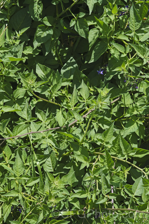 Bittersweet (<i>Solanum dulcamara</i>), a Eurasian herbaceous perennial that has established itself in most temperate areas and become a minor weed. It has a scandent growth habit and can climb through a suitable host or be shrubbier in open country. Its purple flowers open from early summer and develop in green fruits that turn to orange and then red as they ripen
