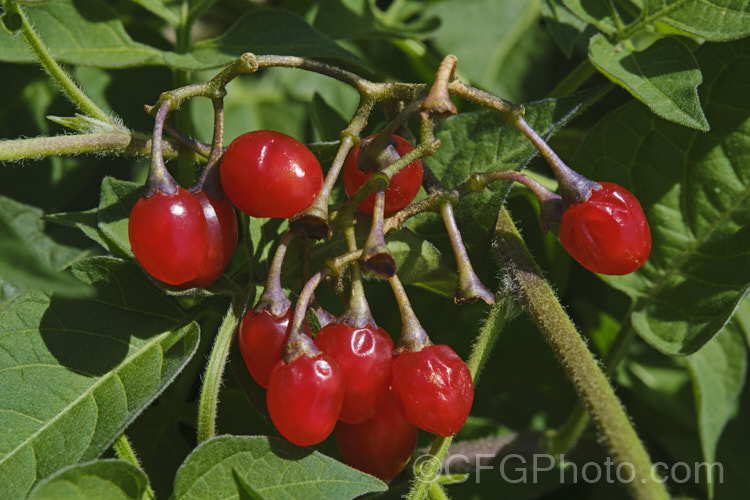 Bittersweet (<i>Solanum dulcamara</i>), a Eurasian herbaceous perennial that has established itself in most temperate areas and become a minor weed. It has a scandent growth habit and can climb through a suitable host or be shrubbier in open country. Its purple flowers open from early summer and develop in green fruits that turn to orange and then red as they ripen