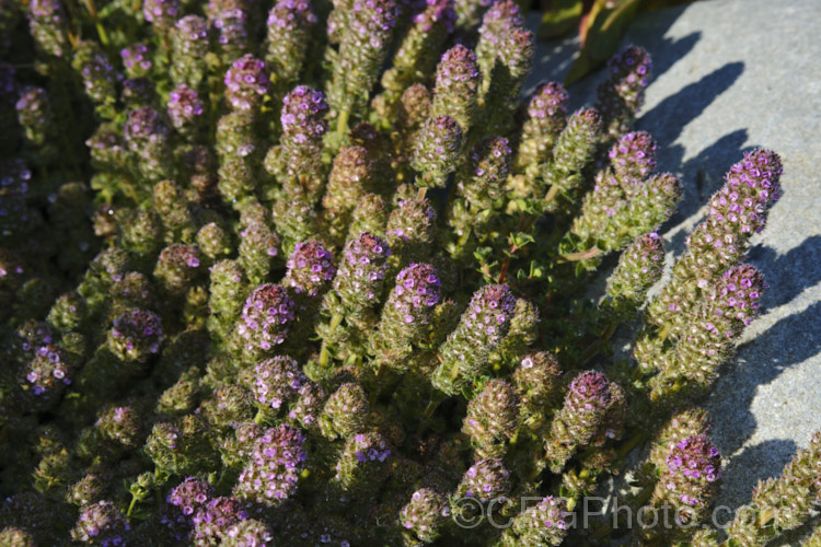 Bergamot. Thyme or Bergamot. Scented Thyme (<i>Thymus serpyllum 'Bergamot'), a citrus-scented, downy leafed cultivar of the common. Thyme, a prostrate, evergreen, summer-flowering shrub from northern Europe with very aromatic foliage occasionally used in cooking and which has given rise to many such garden cultivars. The flowers are pinkish purple. Order: Lamiales, Family: Lamiaceae