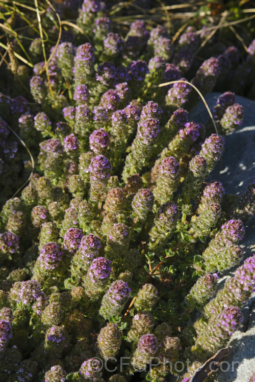 Bergamot. Thyme or Bergamot. Scented Thyme (<i>Thymus serpyllum 'Bergamot'), a citrus-scented, downy leafed cultivar of the common. Thyme, a prostrate, evergreen, summer-flowering shrub from northern Europe with very aromatic foliage occasionally used in cooking and which has given rise to many such garden cultivars. The flowers are pinkish purple. Order: Lamiales, Family: Lamiaceae