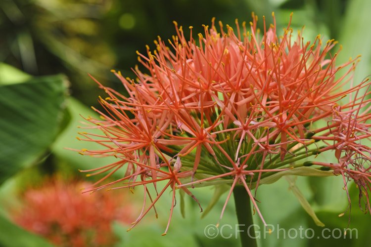 Scadoxus multiflorus subsp. katherinae, a bulb native to West Africa. The flowerheads are borne on stems that can be over 1m tall and the flowering season ranges from spring to autumn depending on the climate and rainfall. The broad strappy leaves are up to 30cm long. scadoxus-3286htm'>Scadoxus.