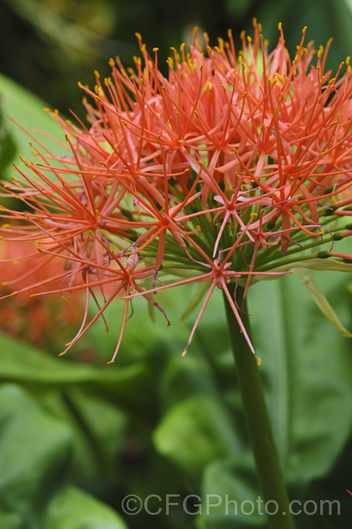 Scadoxus multiflorus subsp. katherinae, a bulb native to West Africa. The flowerheads are borne on stems that can be over 1m tall and the flowering season ranges from spring to autumn depending on the climate and rainfall. The broad strappy leaves are up to 30cm long. scadoxus-3286htm'>Scadoxus.