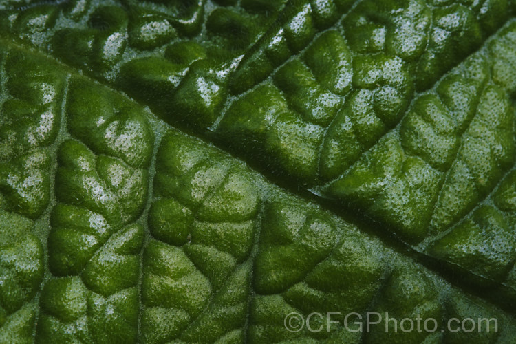 The heavily textured surface of the leaf of Streptocarpus wendlandii, a monocarpic. South African. Cape Primrose that has just one very large (up to 75 Ãƒâ€” 60cm</i>), velvety leaf and sprays of tiny mauve flowers. Order: Lamiales, Family: Gesneriaceae